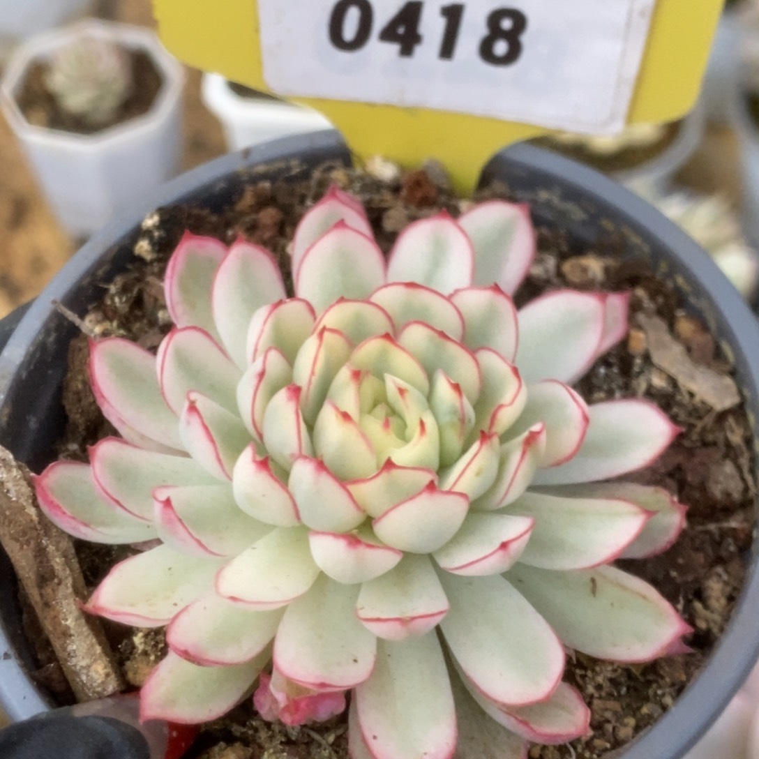 418白覆轮梦幻玫瑰锦