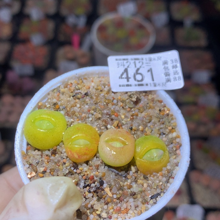 精品生生花212.461