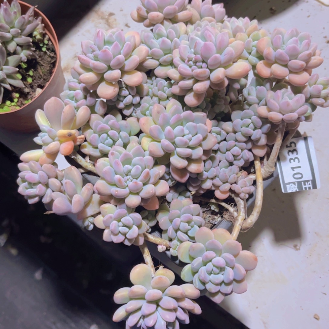 木糖醇01335多肉植物