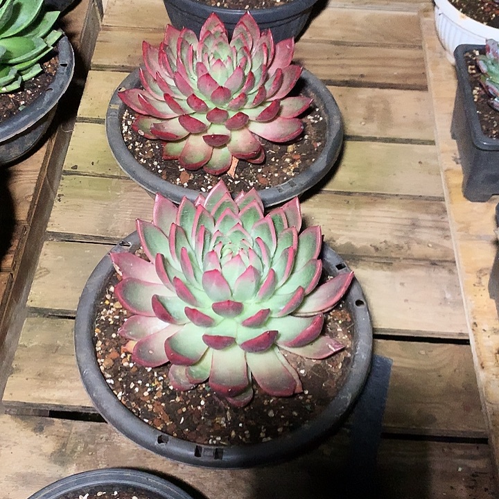 1***3美肉特价活动开始啦