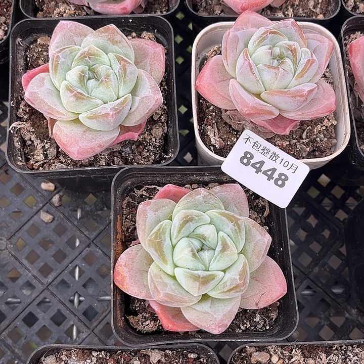 阿雅园艺。      8448冰玉三颗