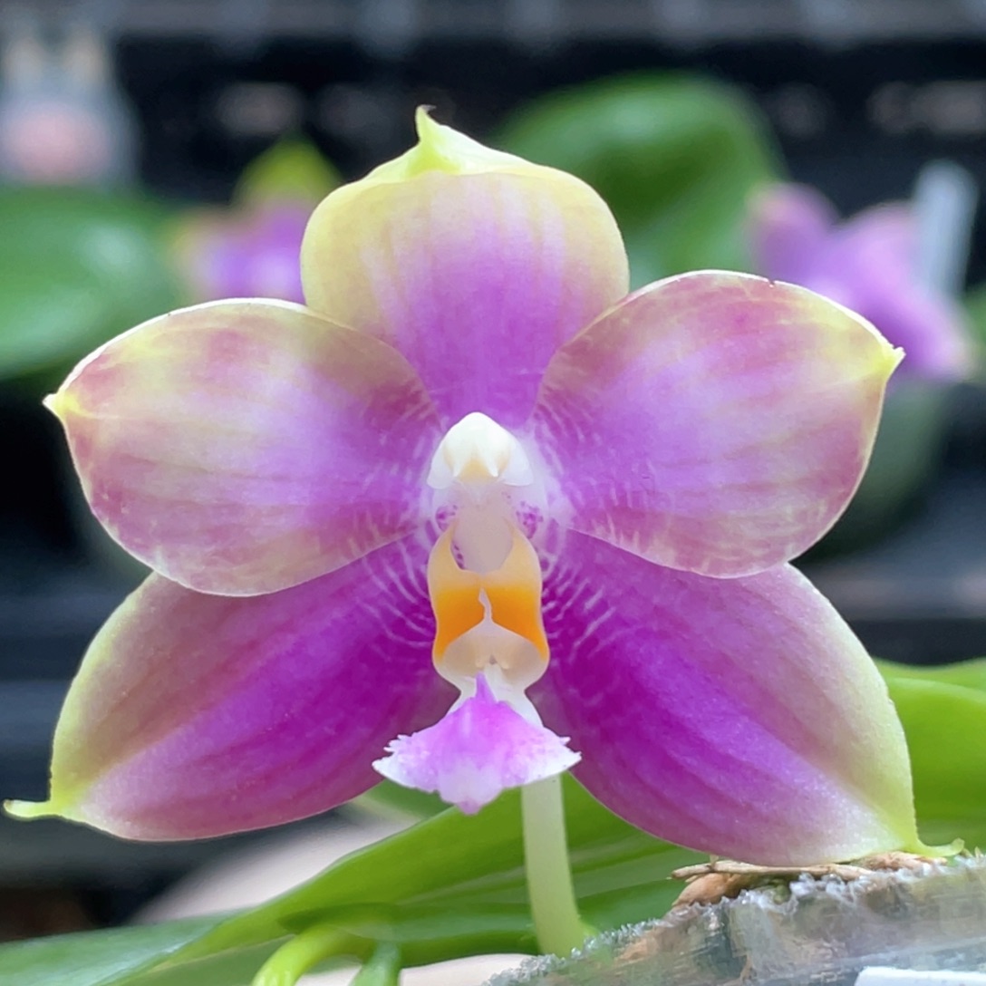 完全开放5555555555