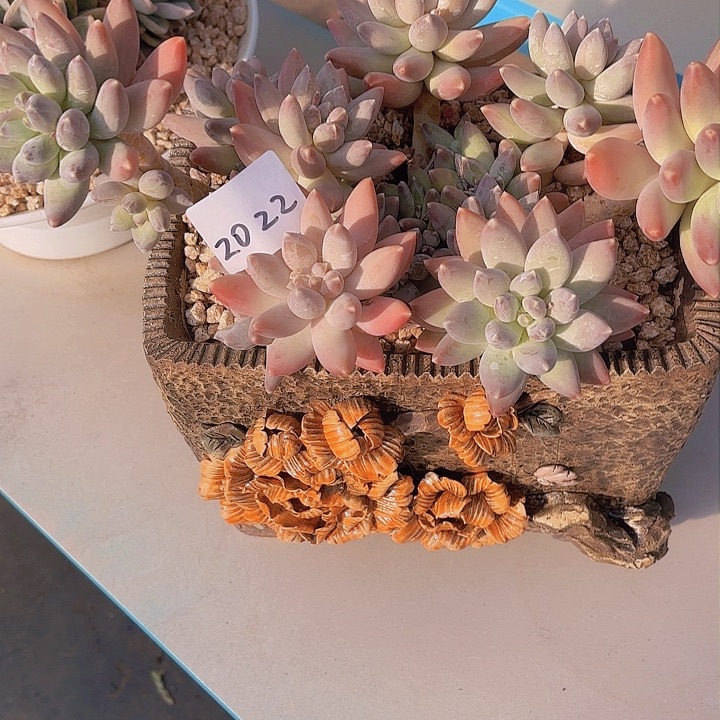 前**事2022带盆美人多肉植物