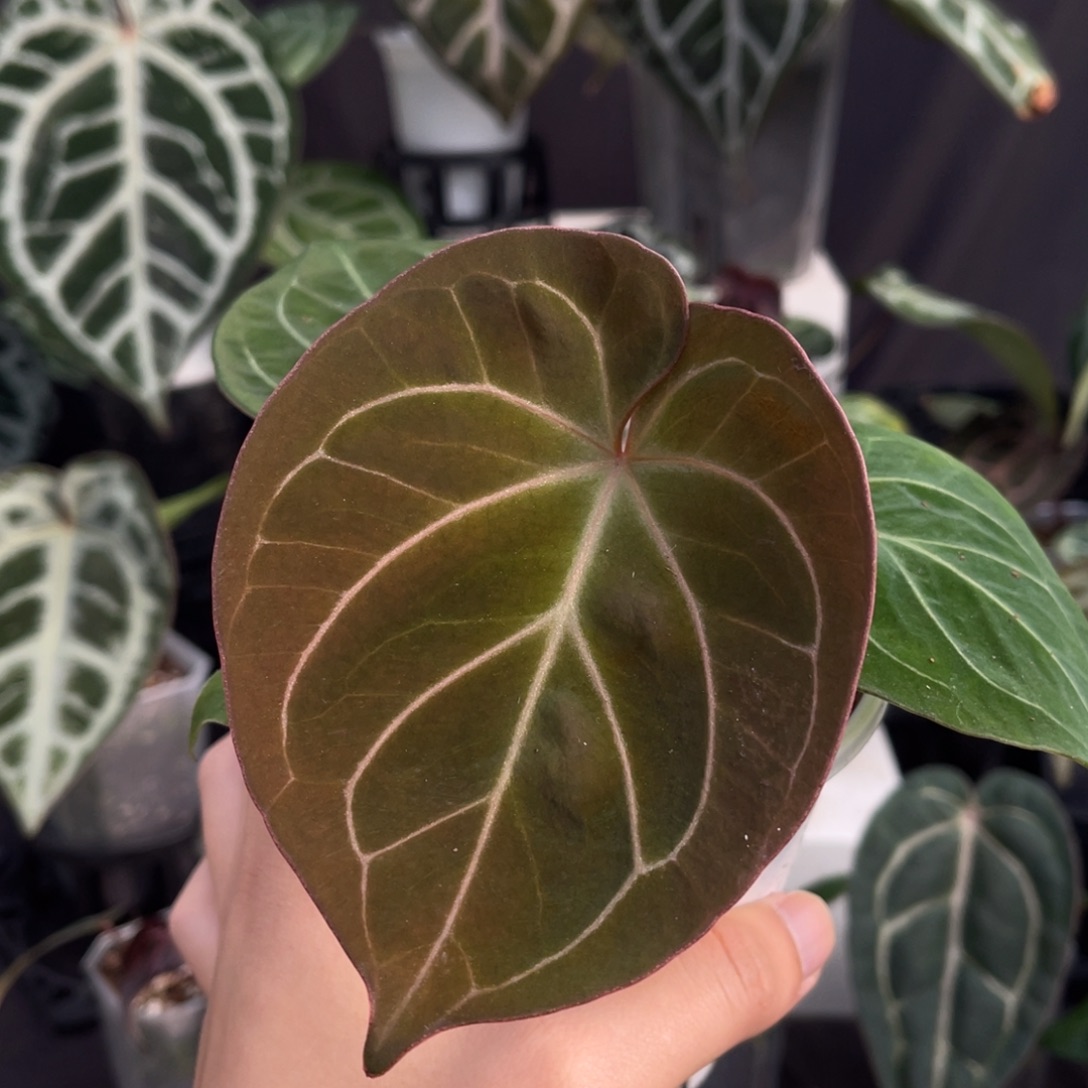 完全开放进口养定kos花烛