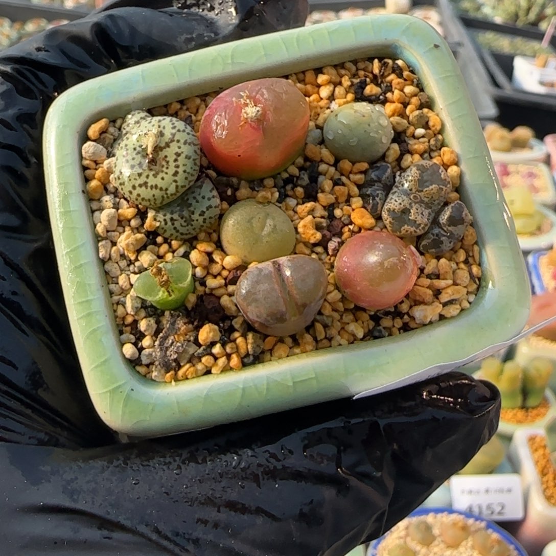 4196--一物一拍 带盆