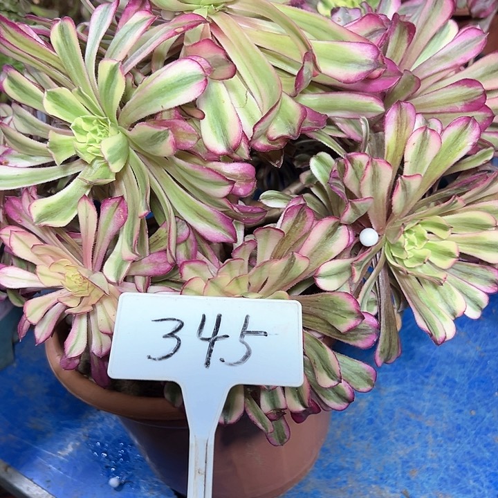 多肉植物十里红装