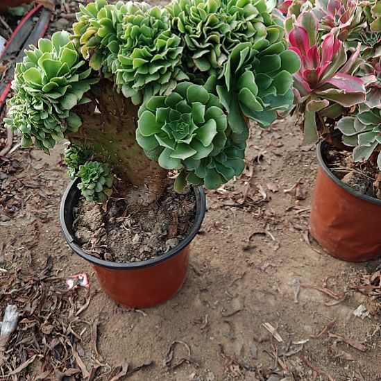 绿羊绒缀加急法师4