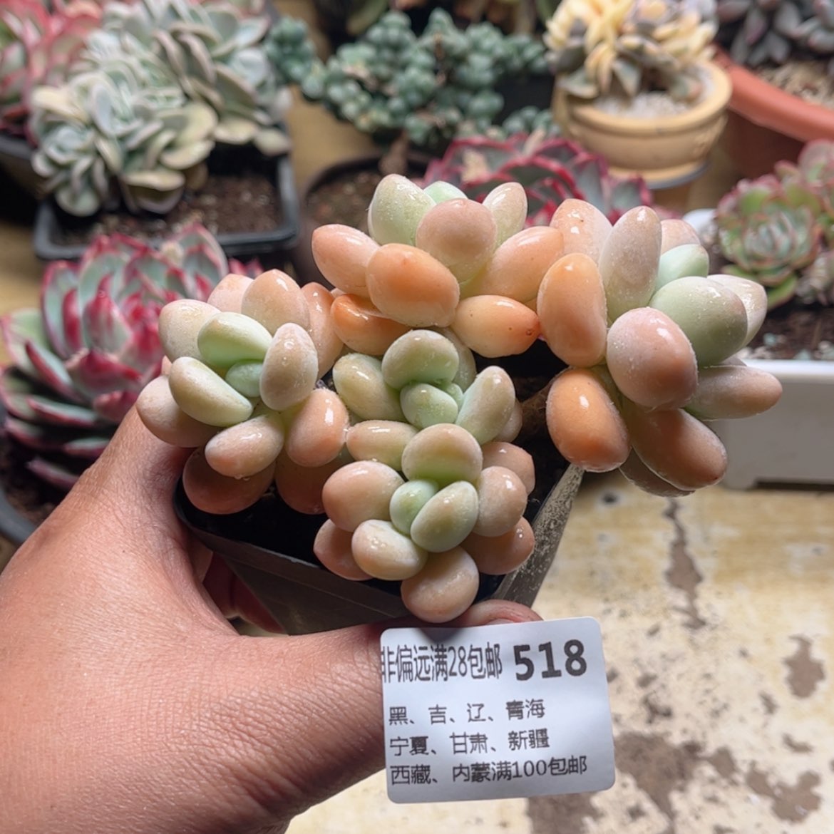 【闪购商品】518香水洛神