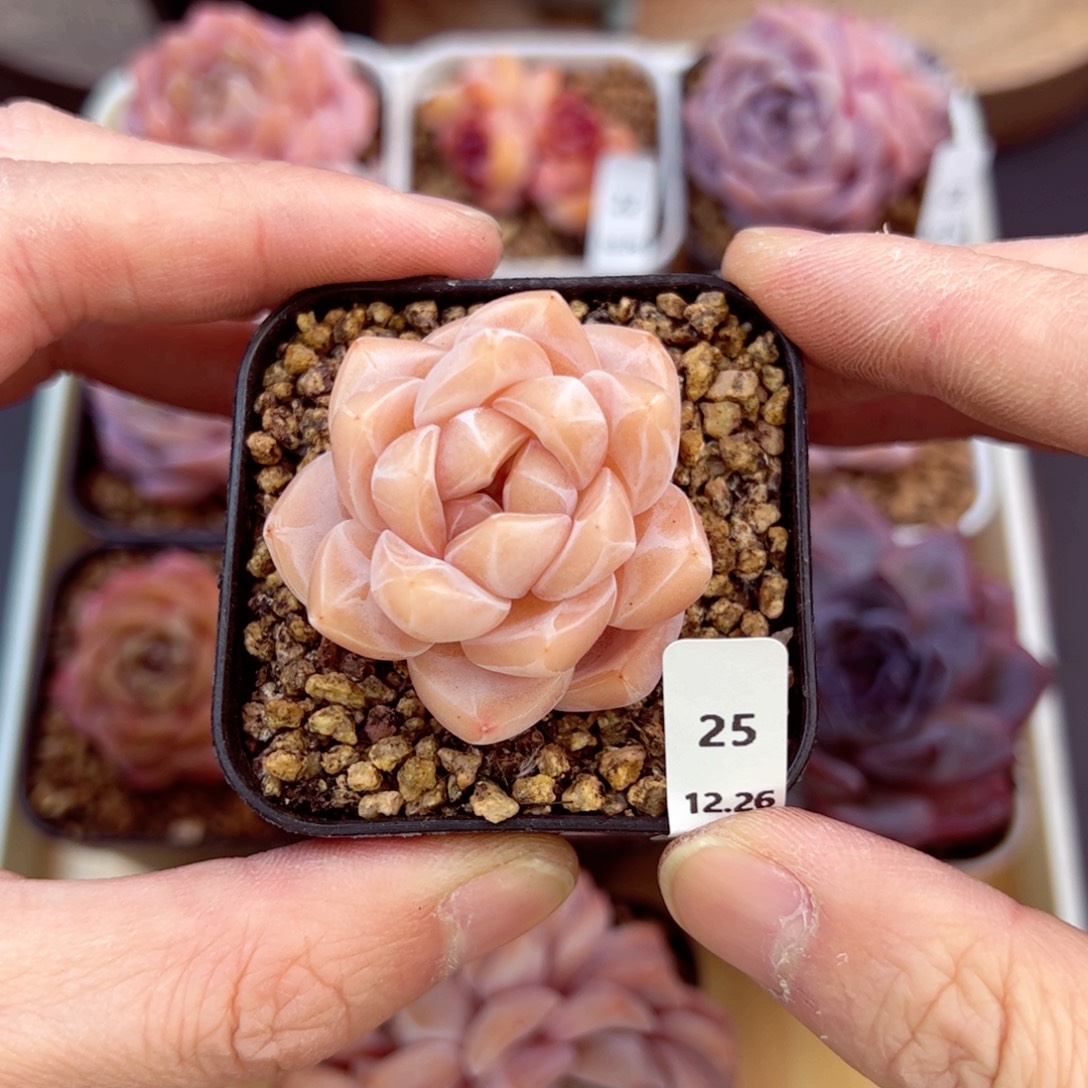 好好看25、哈哈哈哈