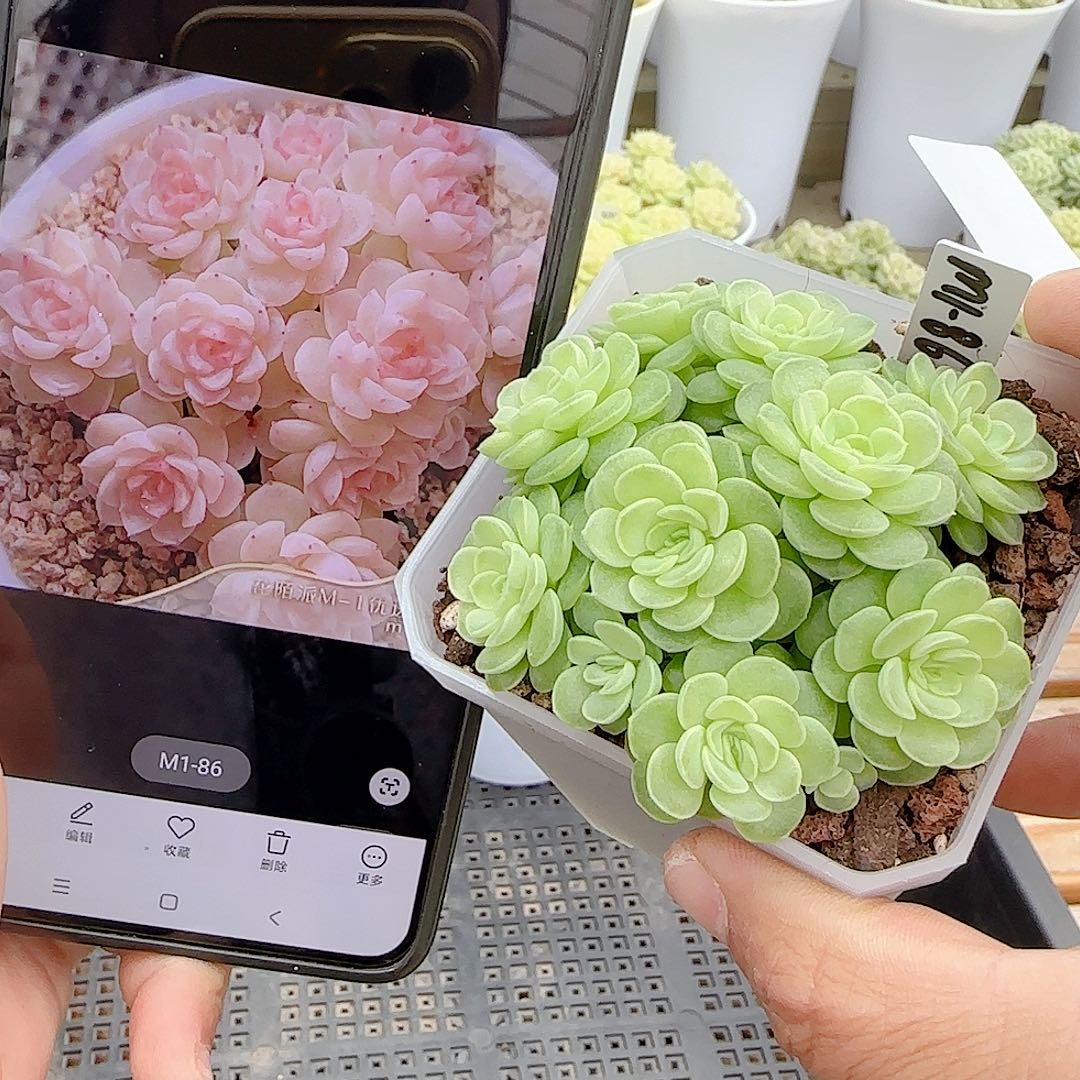 1026-29（m1-86）优选