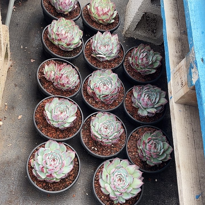 13颗惊鸿仙子13脱土发