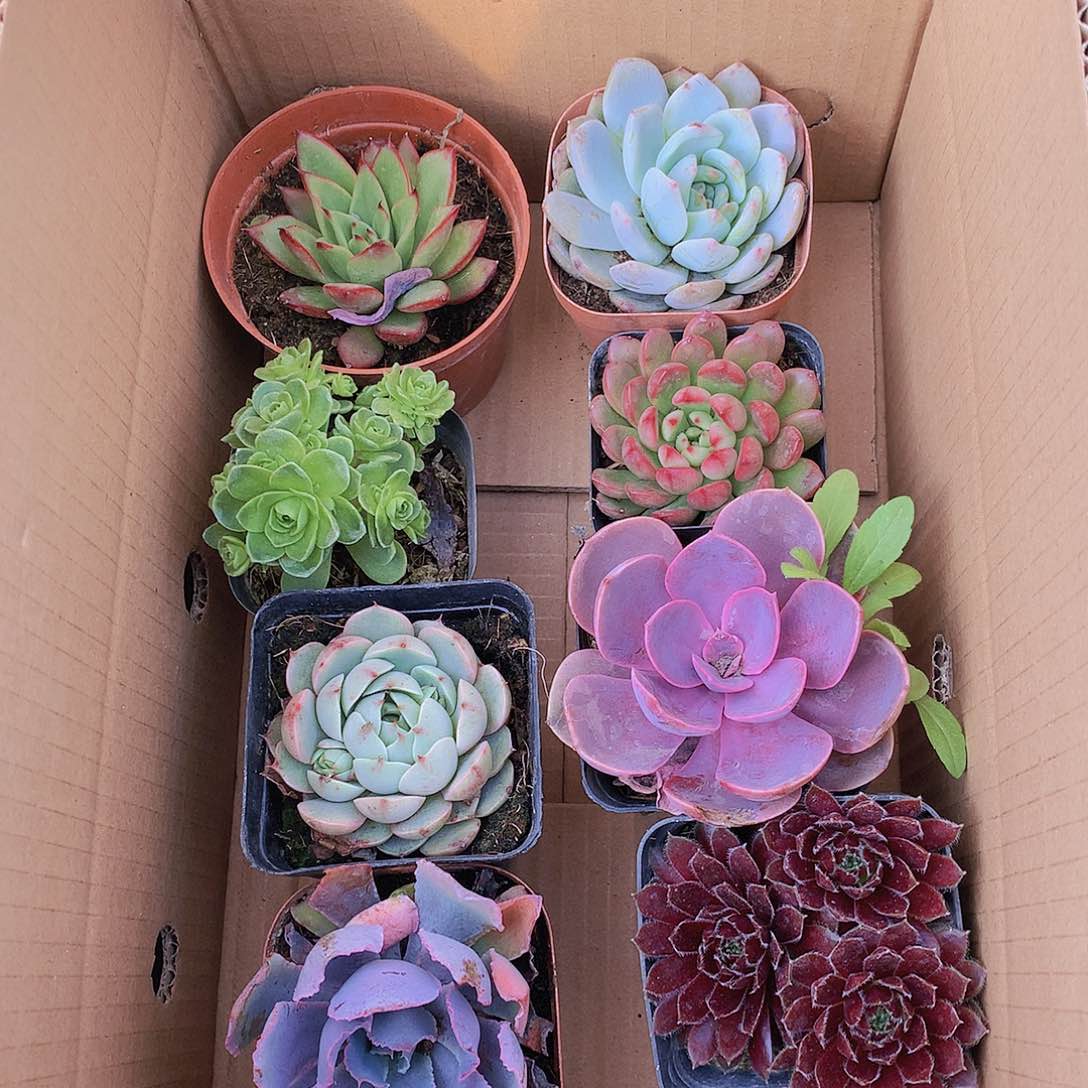 【闪购商品】771号8盆大冠幅组合