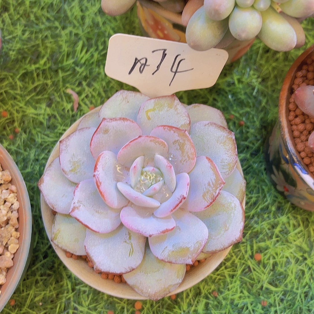 繁***w云南省金致家精品多肉