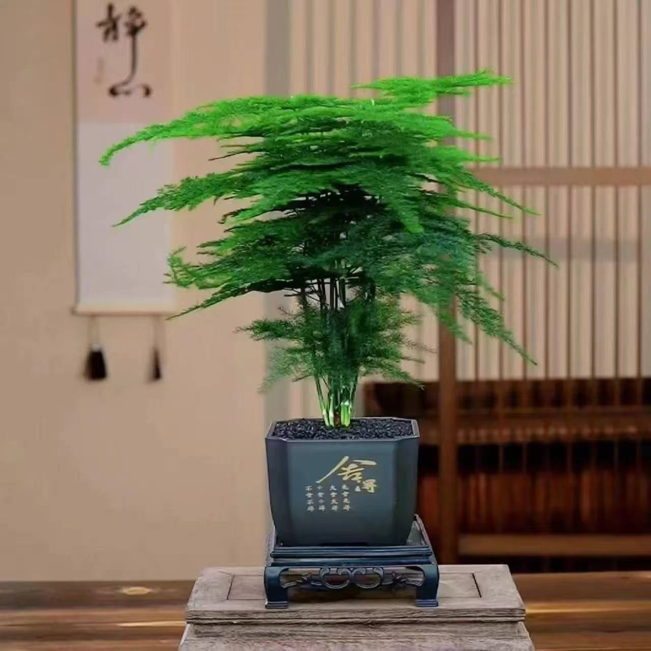 Z【精品】文竹盆栽室内绿植客厅办公室茶桌面花卉植物防辐射四季