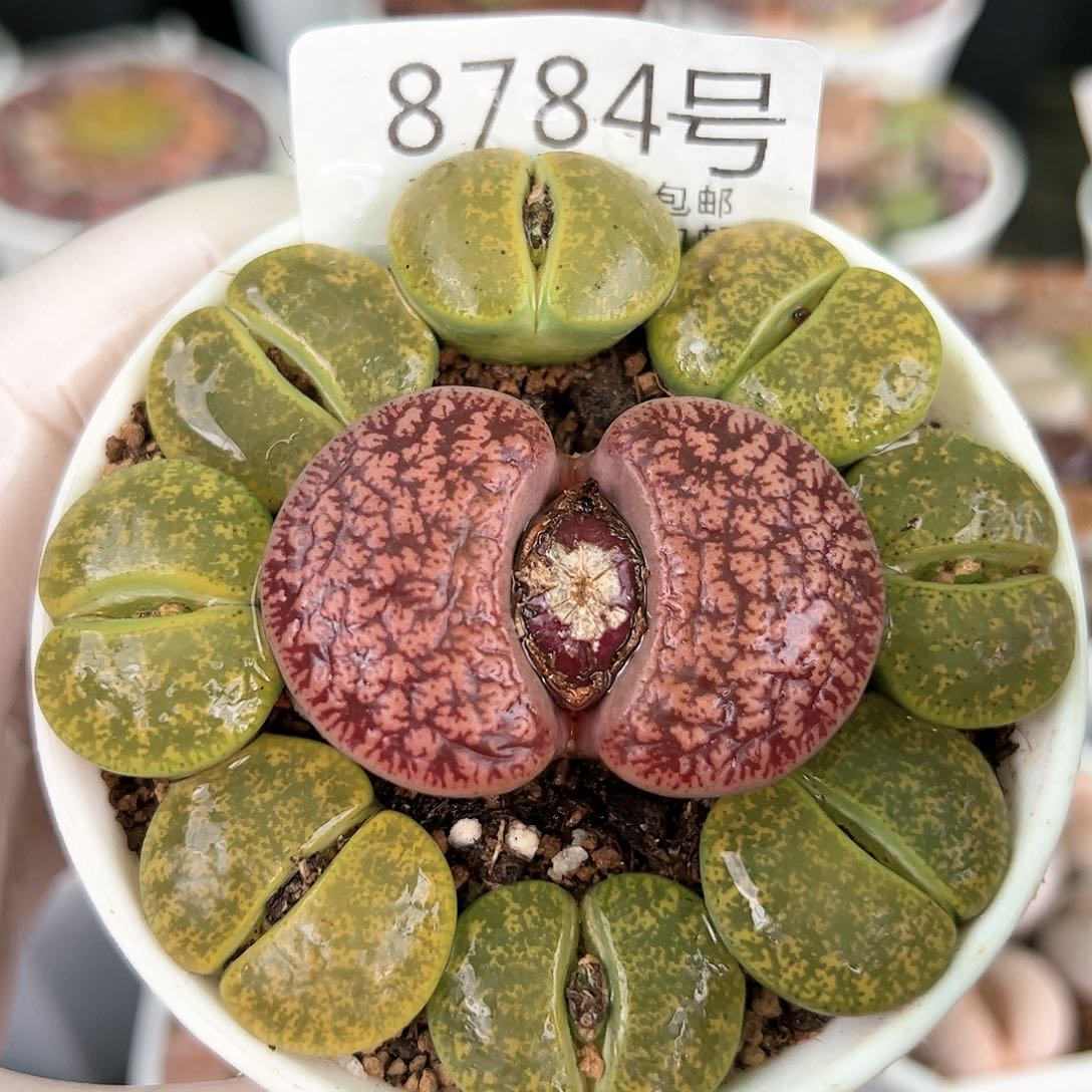 好养易活生石花大母本8784