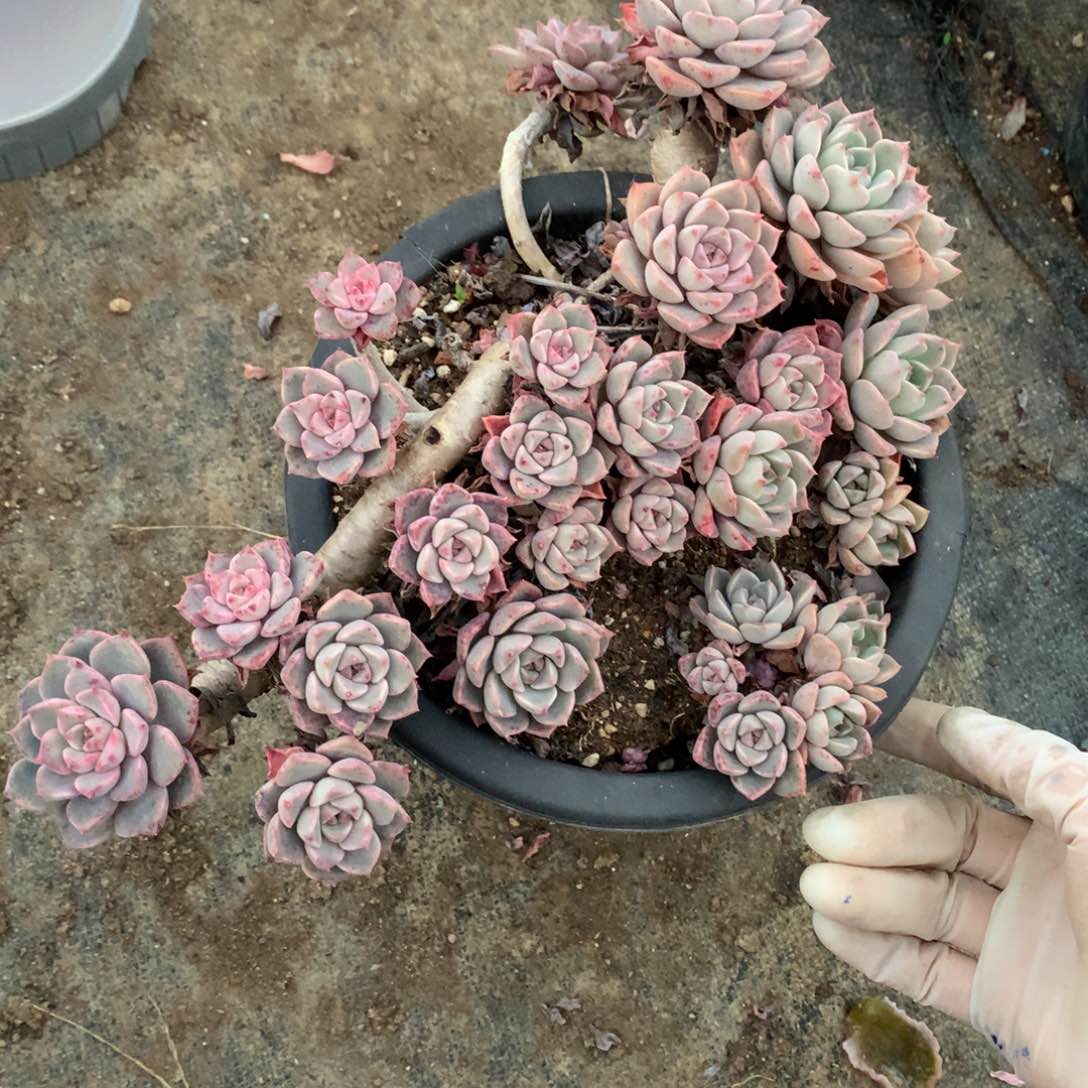 红粉佳人瑕疵不售后