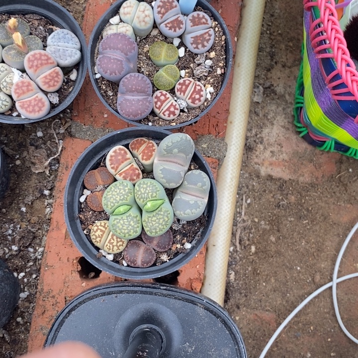 ※***※生石花等植物的生长发育155