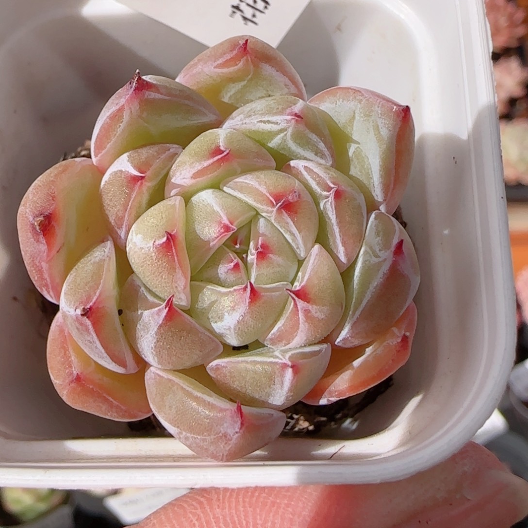 花语多肉1211-290雪花珍妮