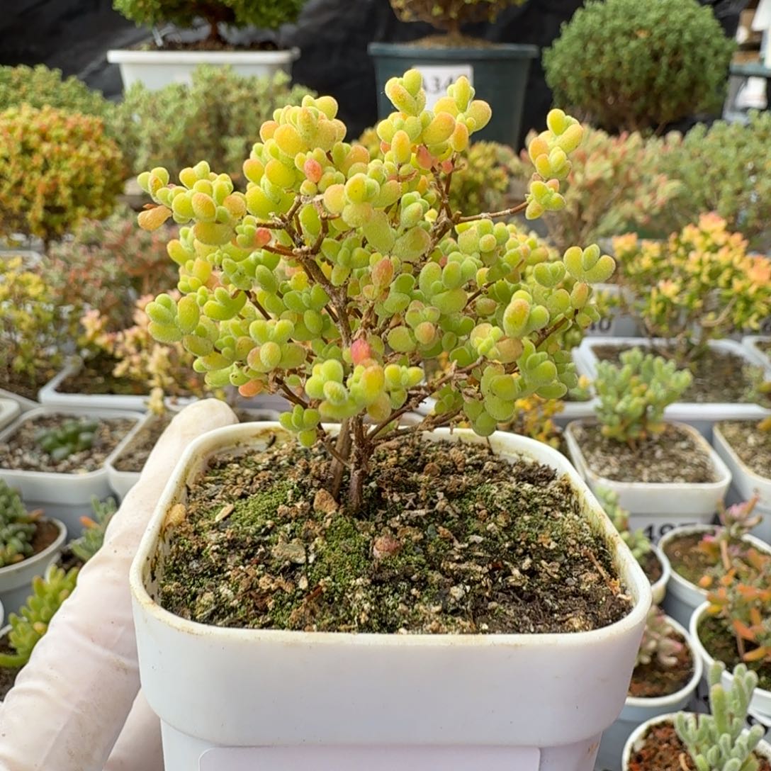 A530黄金莱斯枝干