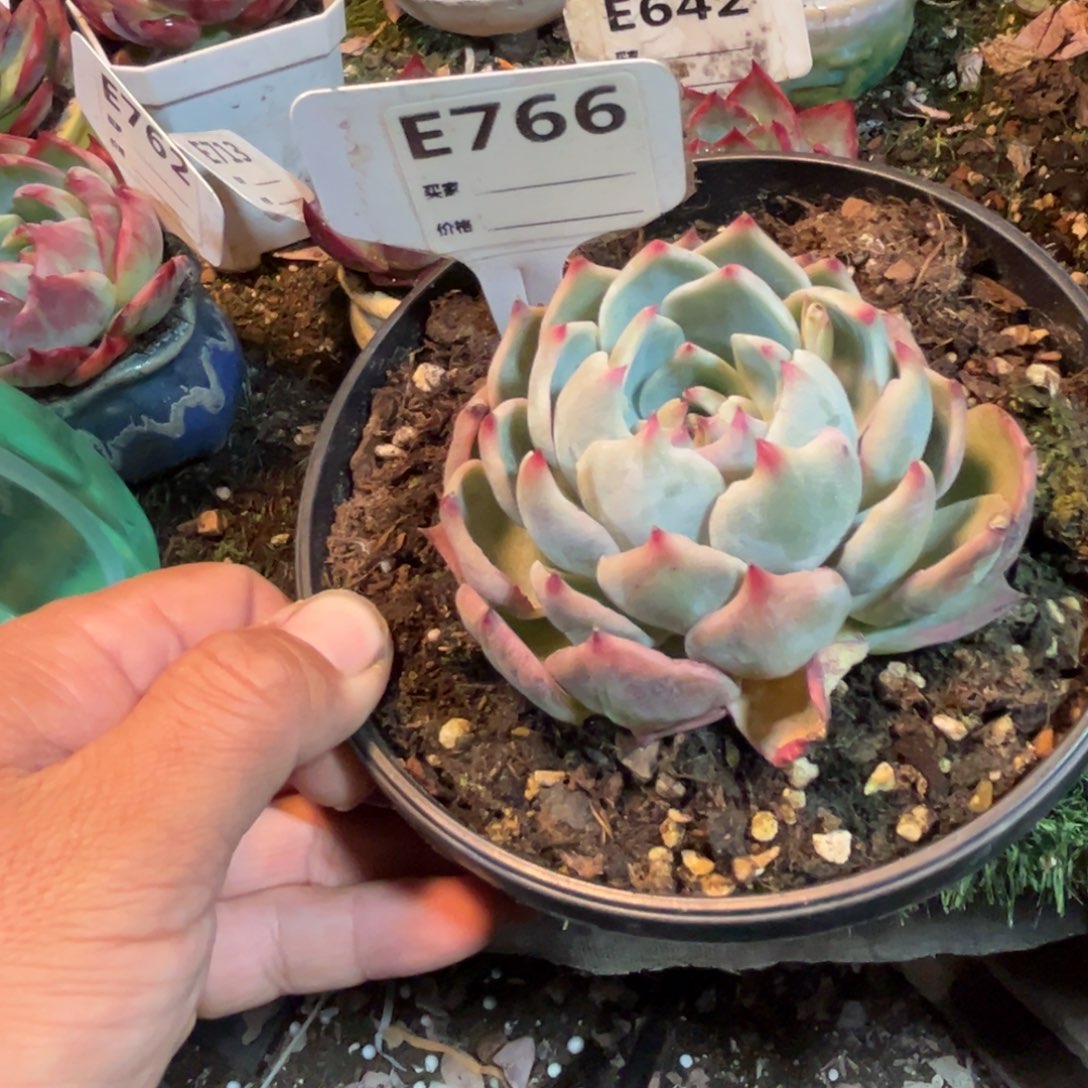 惊鸿一瞥766号多肉