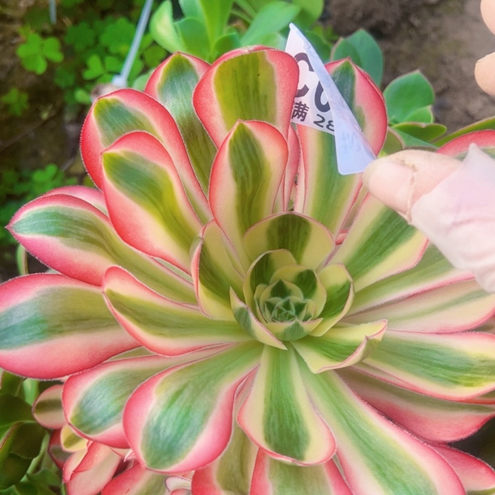 6183无根多肉植物法师法师法师