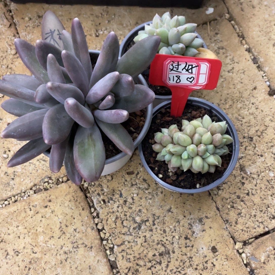 过***天过好118、                