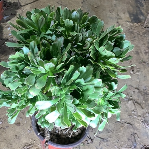 余***生原始绿多肉植物法师10
