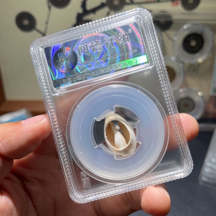 铜贝币古珍77777777777