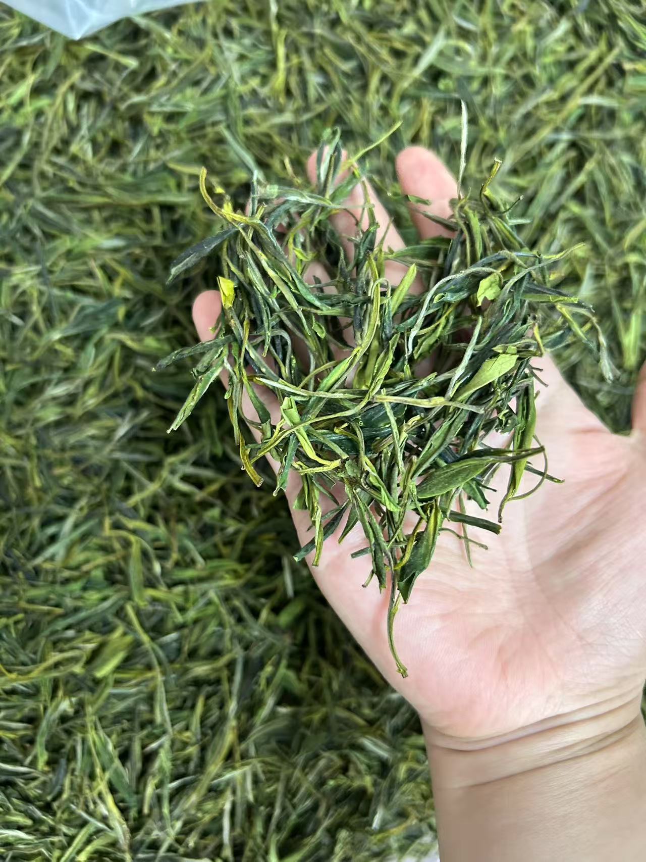 【口粮茶必选】2025年新茶黄山毛峰谷雨大叶型浓香耐泡好喝袋装送礼