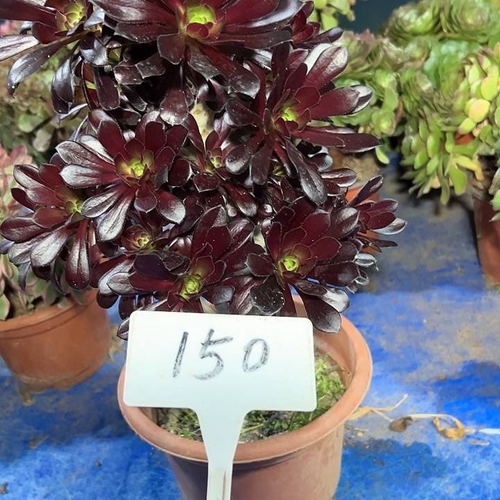 多肉植物墨法母本