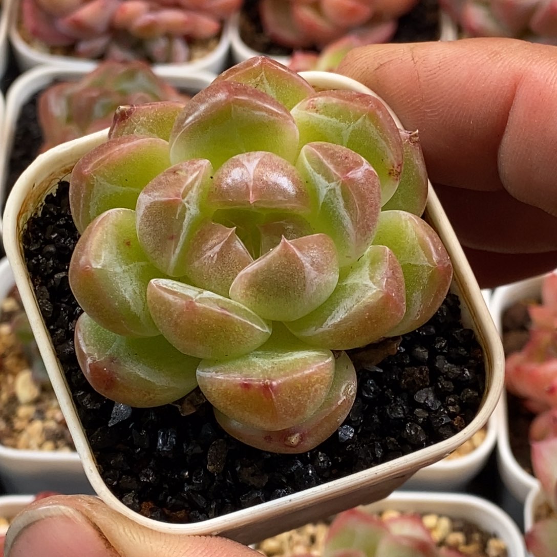 天官赐福百无禁忌