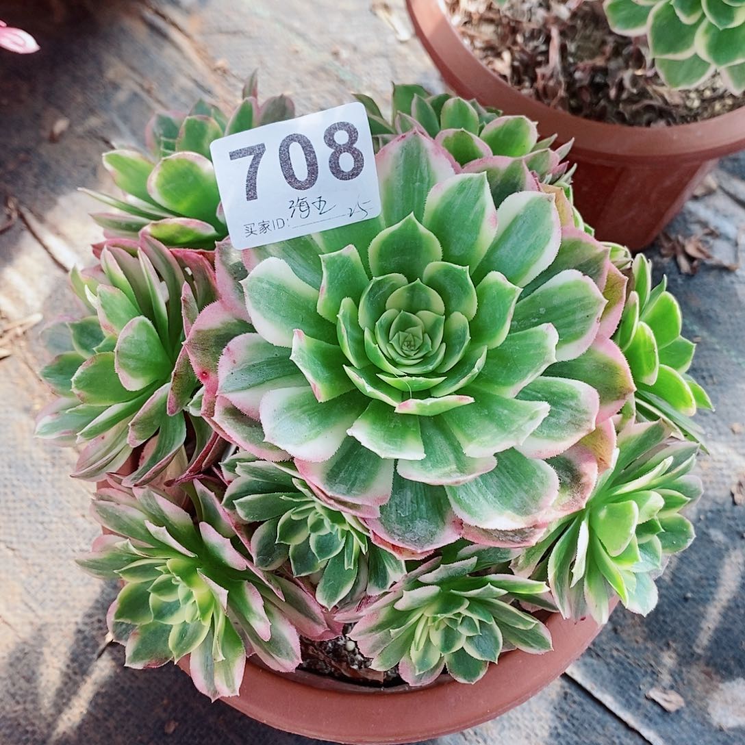 海王708多肉植物11111