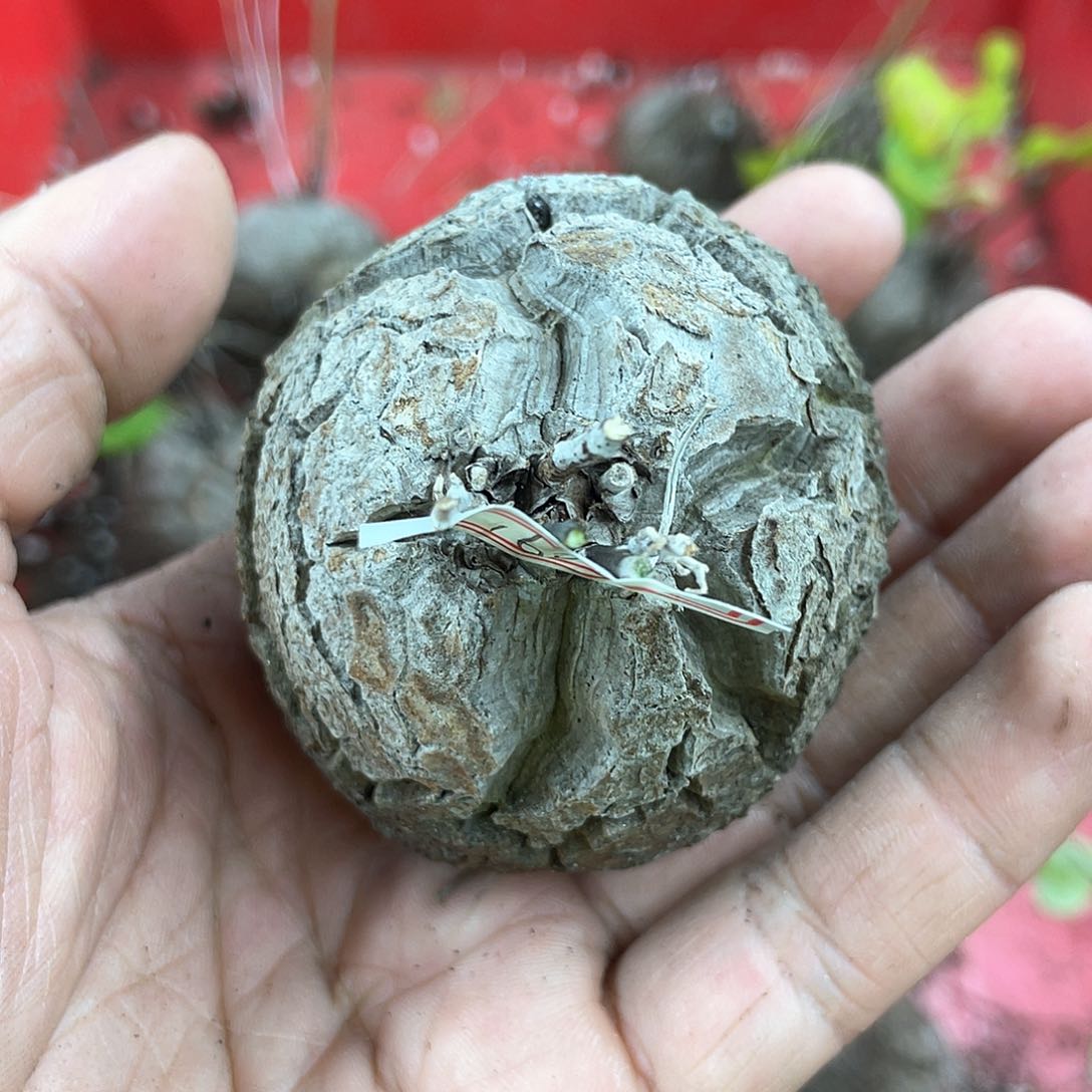 龟甲龙一物一拍1601号5.8cm