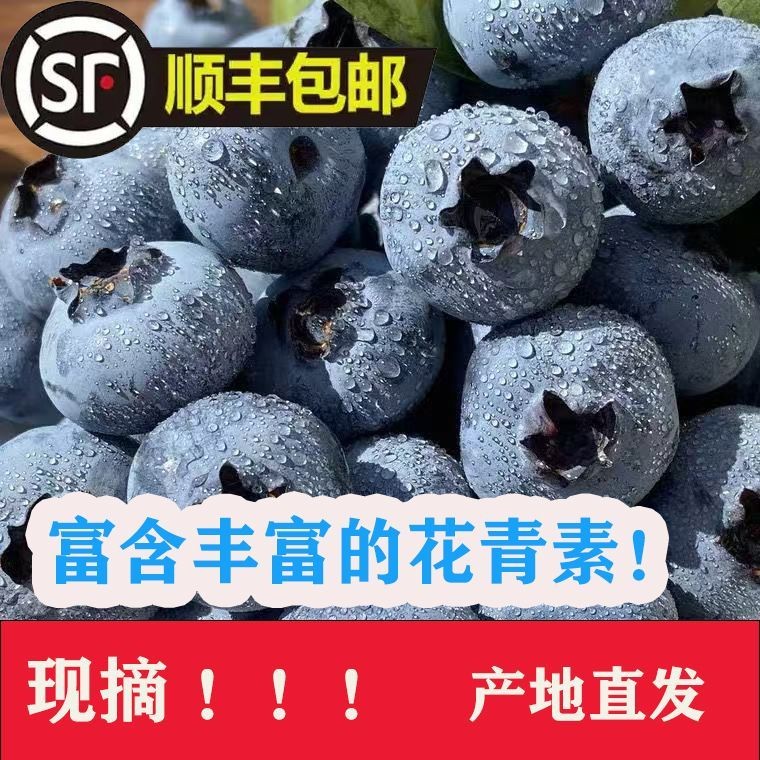 (顺丰包邮）新鲜脆甜蓝金蓝莓顺丰包邮现摘现发当季水果ww