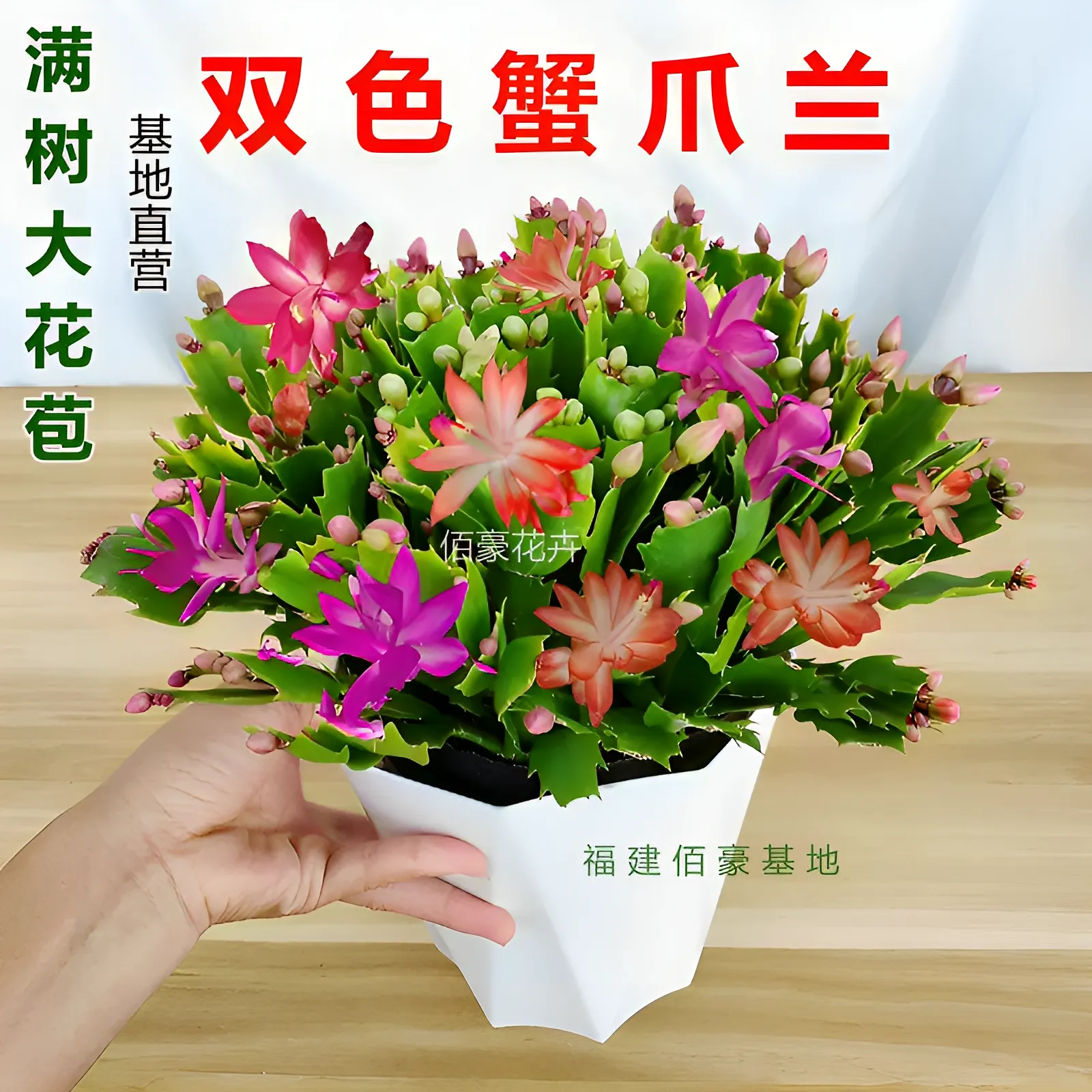 多色蟹爪兰菱形盆好养盆栽室内花卉多肉植物办公室吸甲醛花期超长