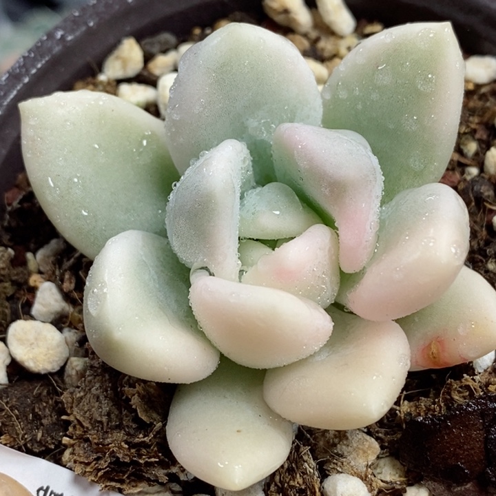 470奥普锦半宽锦小方花圃一物一拍