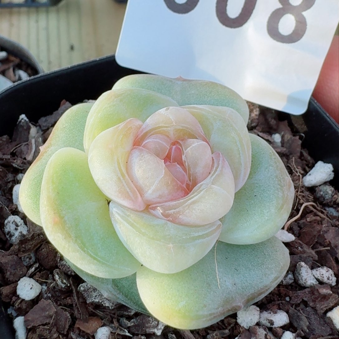 桃贝贝         精品多肉