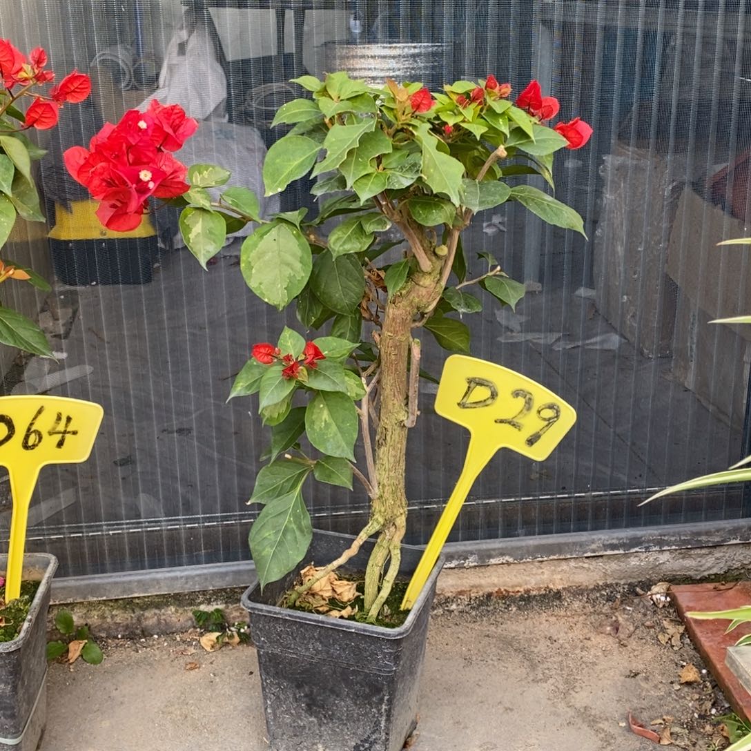 元***满无花朵三角梅拉霍亚D29