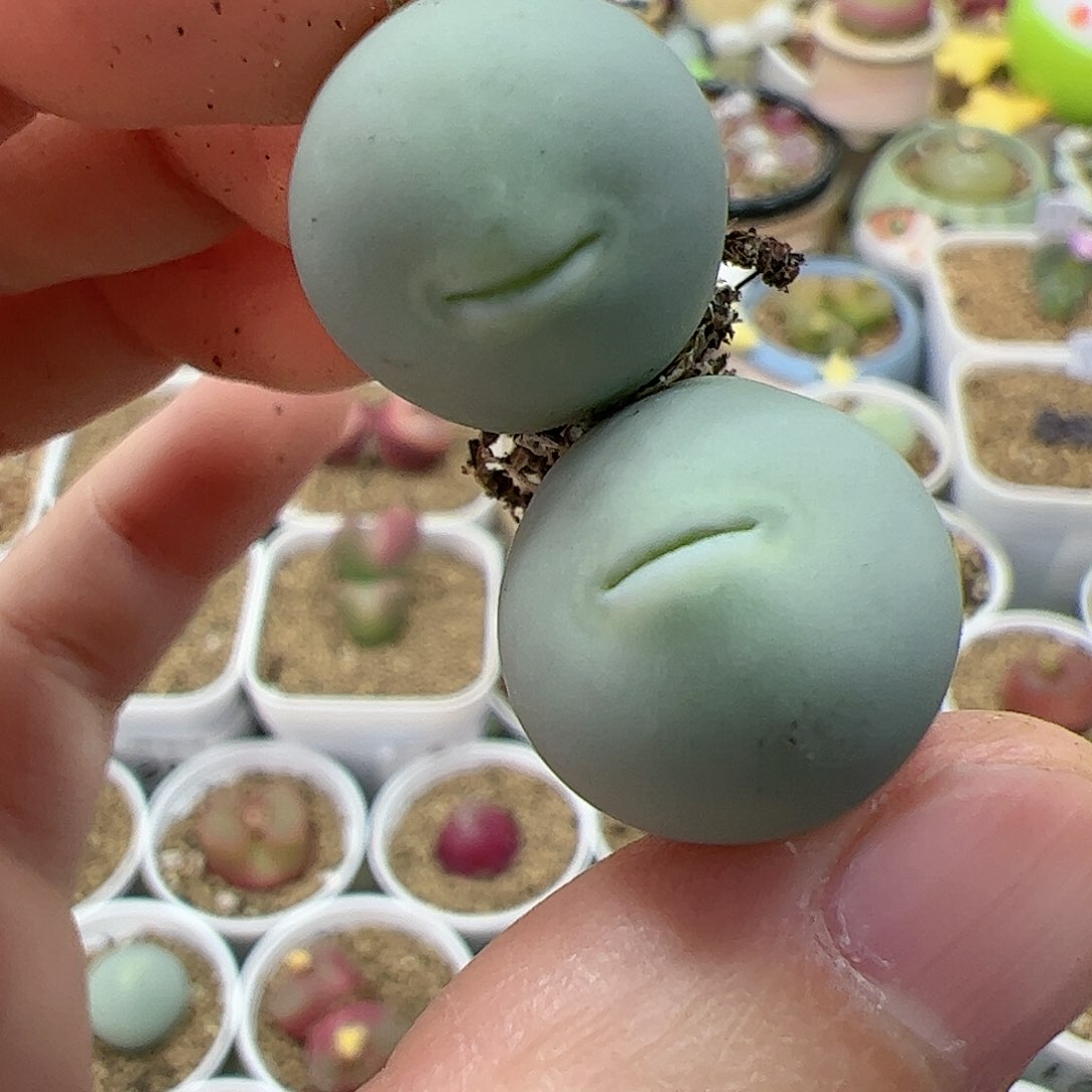 【闪购商品】95 秒