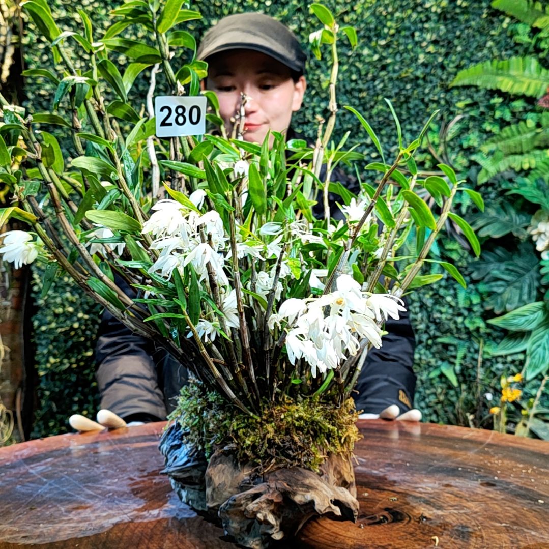 【闪购商品】280铜皮，长距花