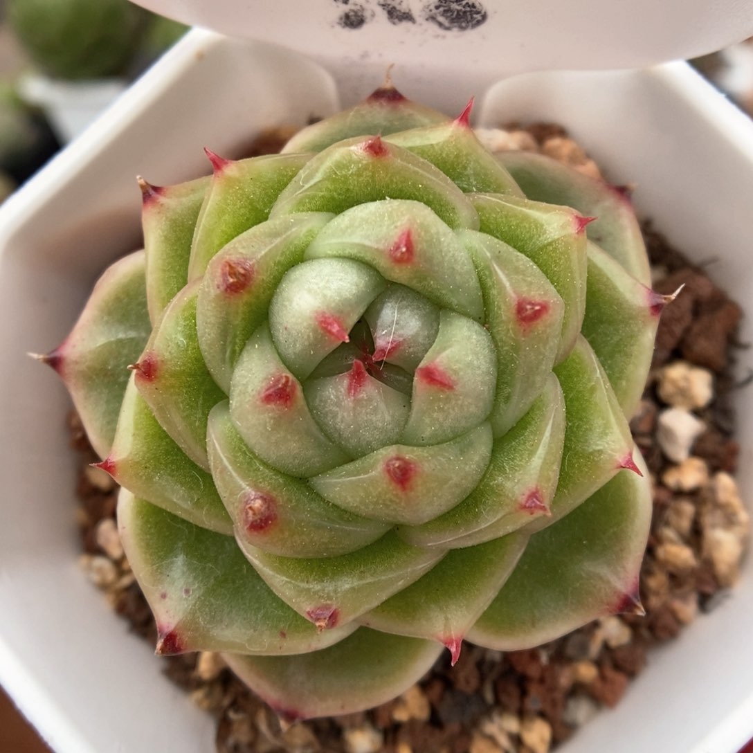 油透珍妮可拍518号。 