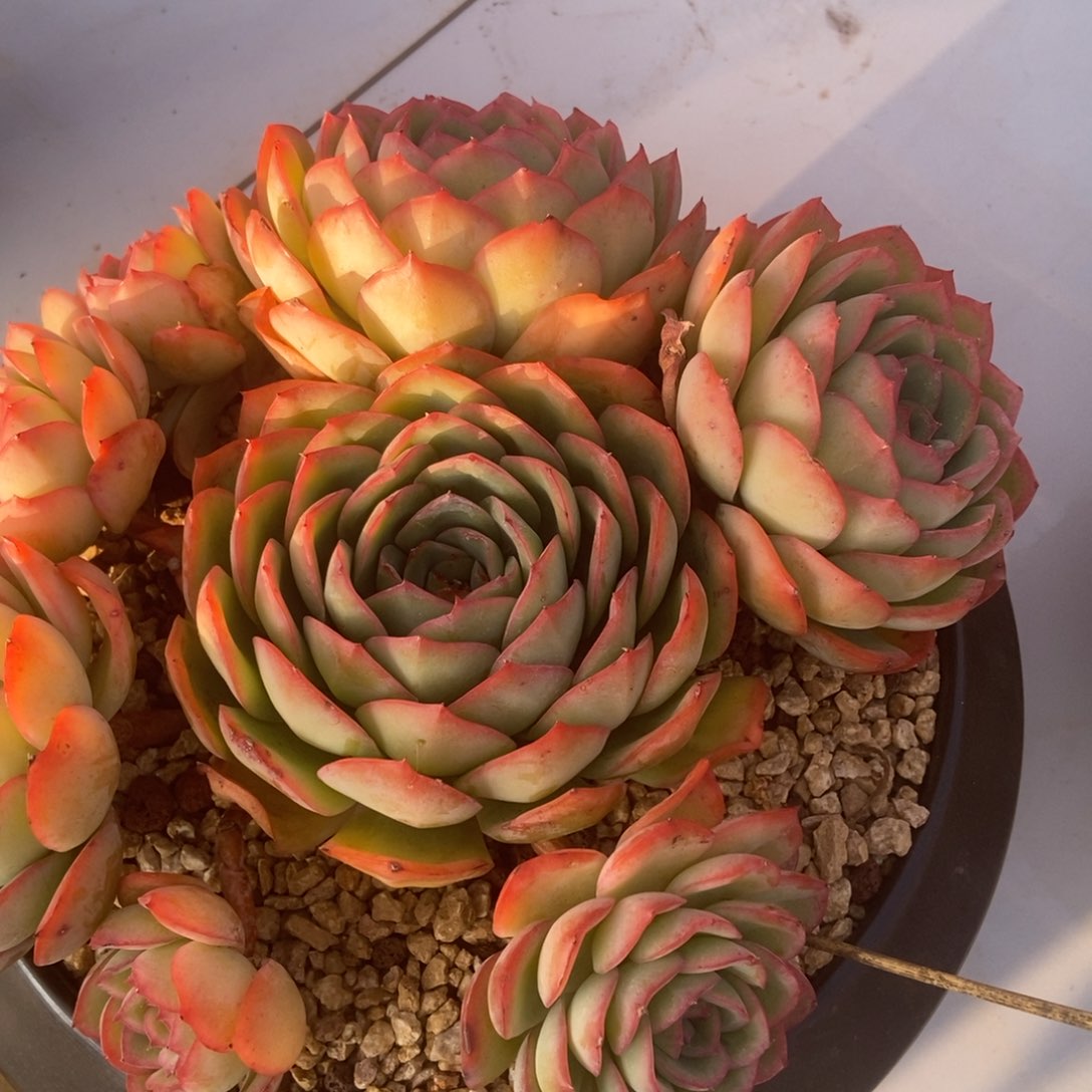 有砍多肉多肉多肉多肉