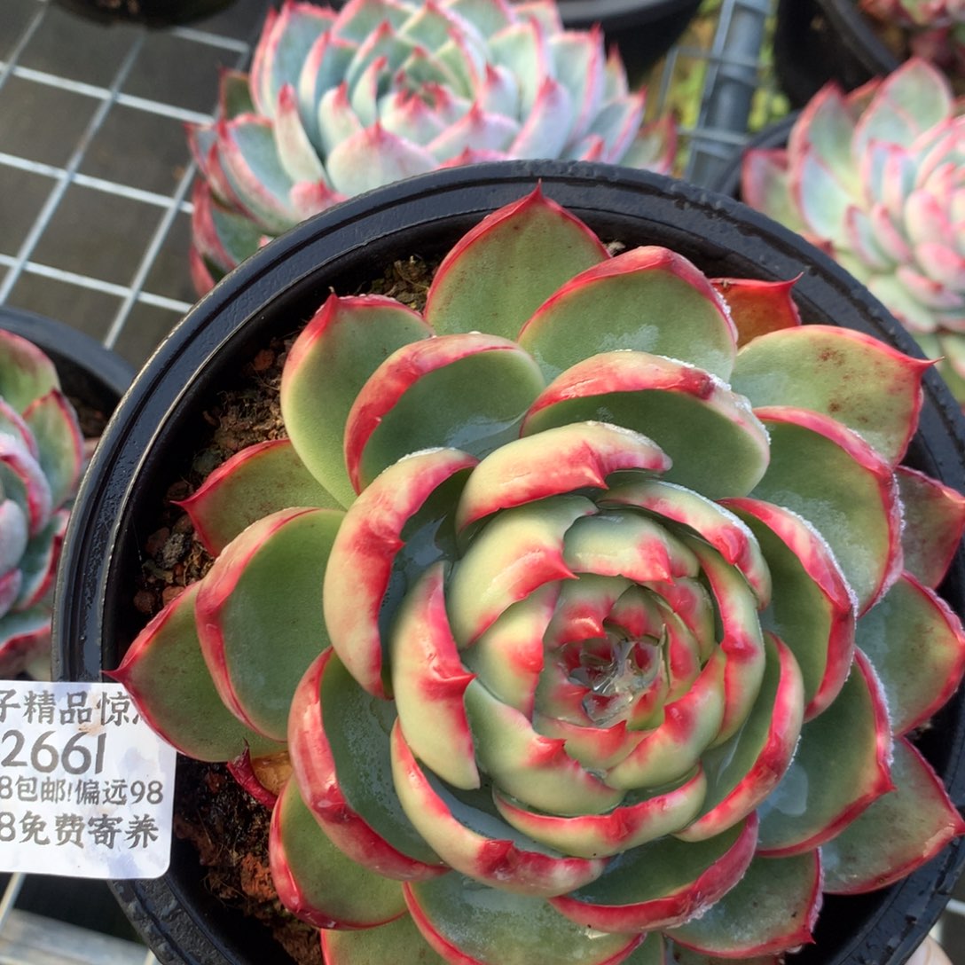 2661号多肉植物惊鸿13