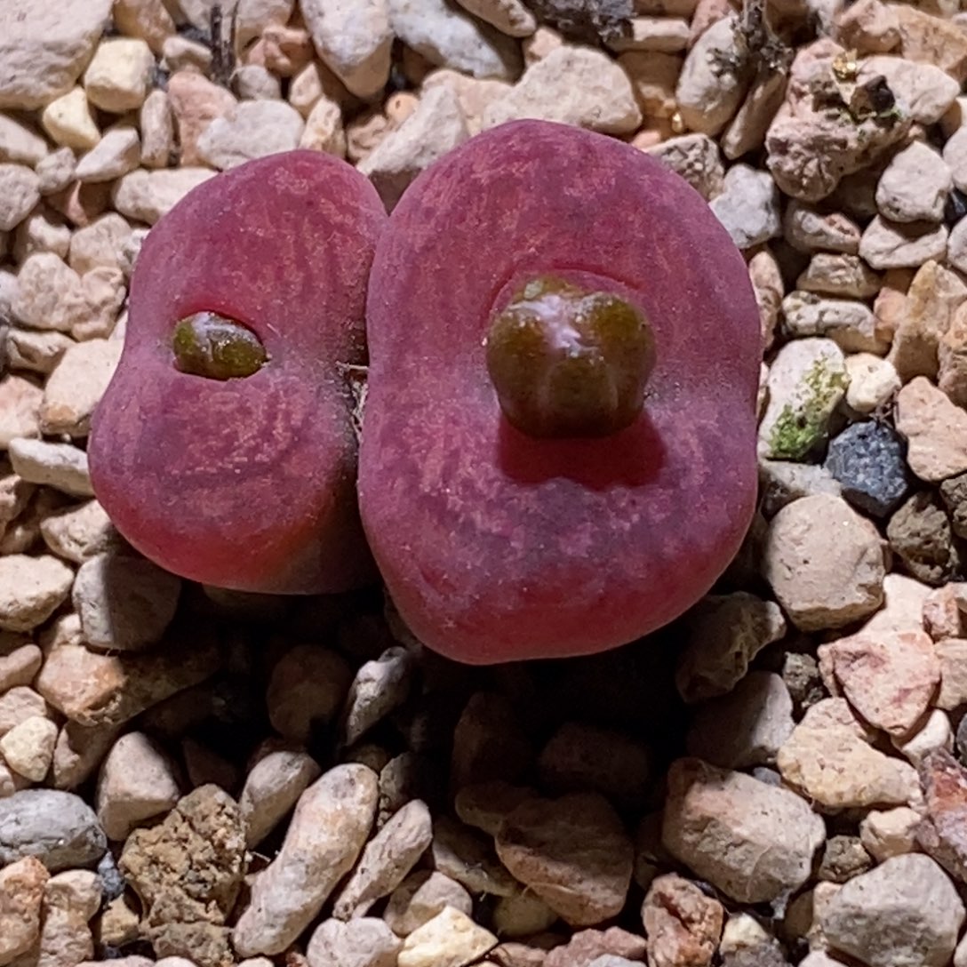 粉粉嫩嫩毛杂粉粉嫩嫩毛杂