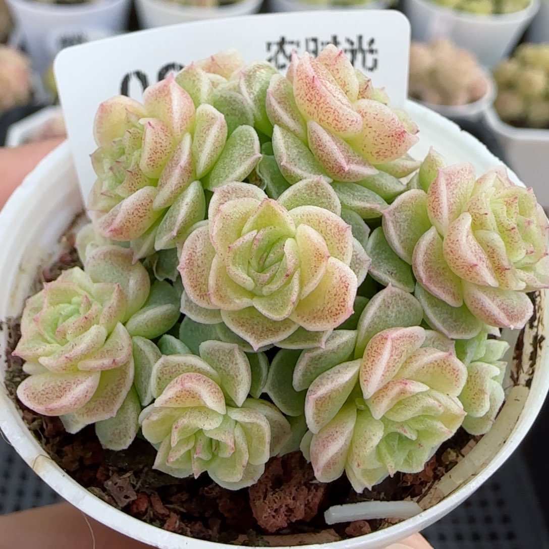 【闪购商品】0303-9优选麦杆