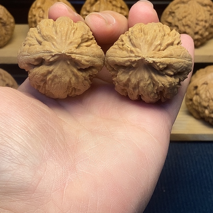 核桃42全品霸王龙