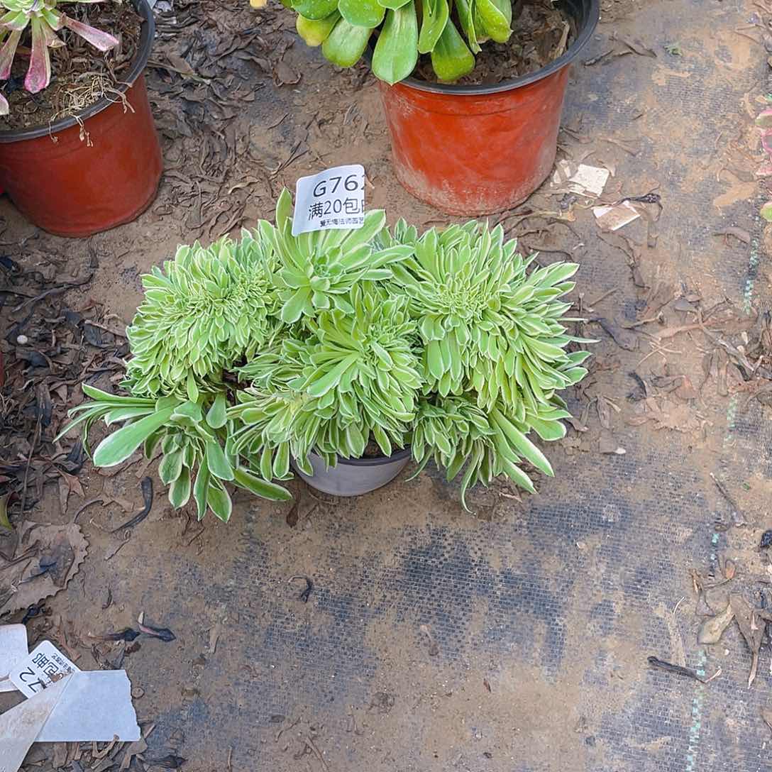 762碧浪缀化多肉