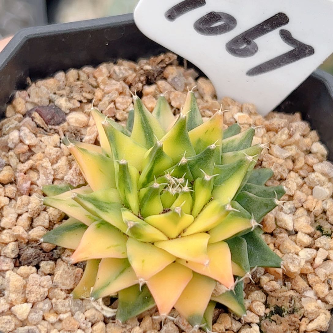 帝冠锦实生仙人球