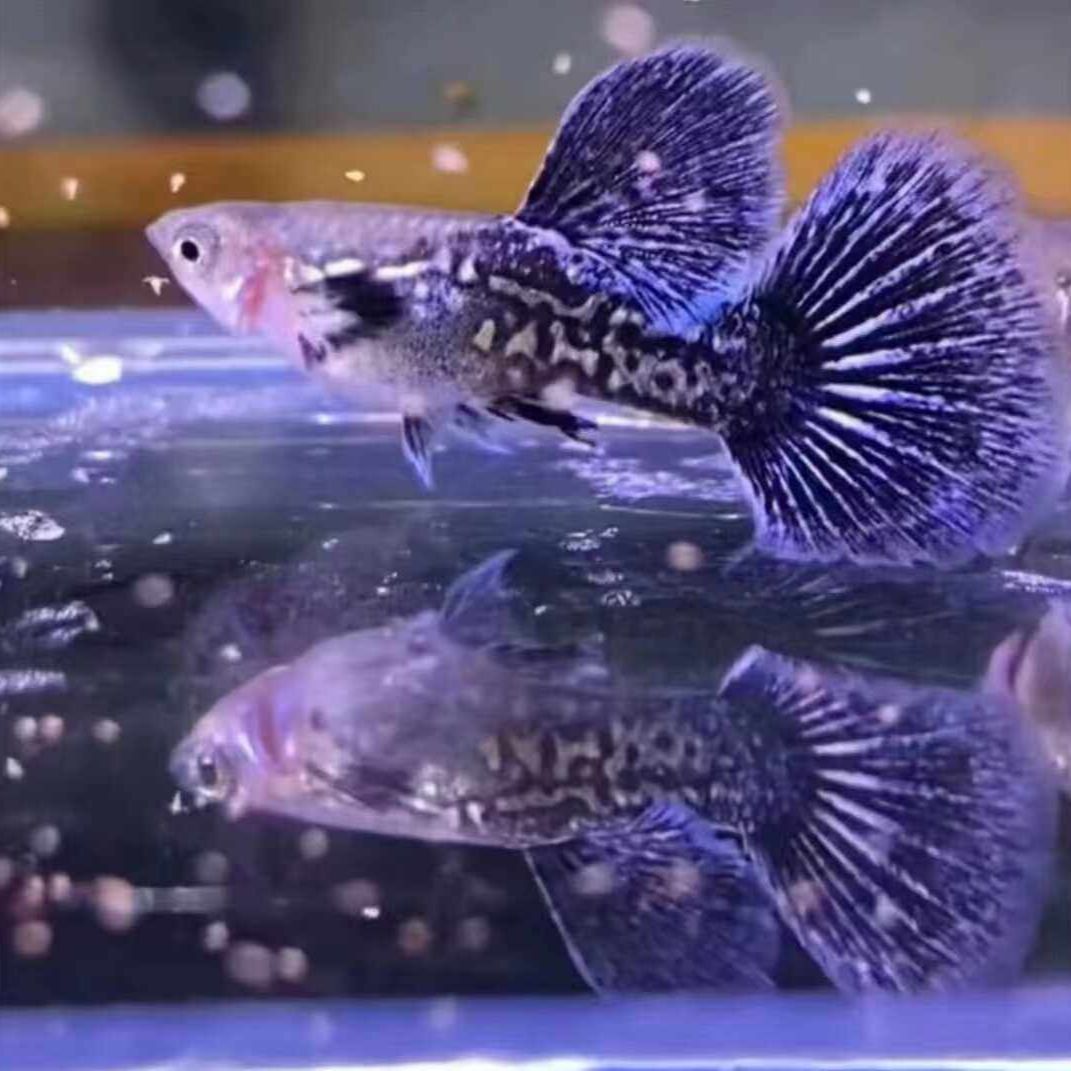 紫龙孔雀鱼 凑任意三单发货 开箱视频报损