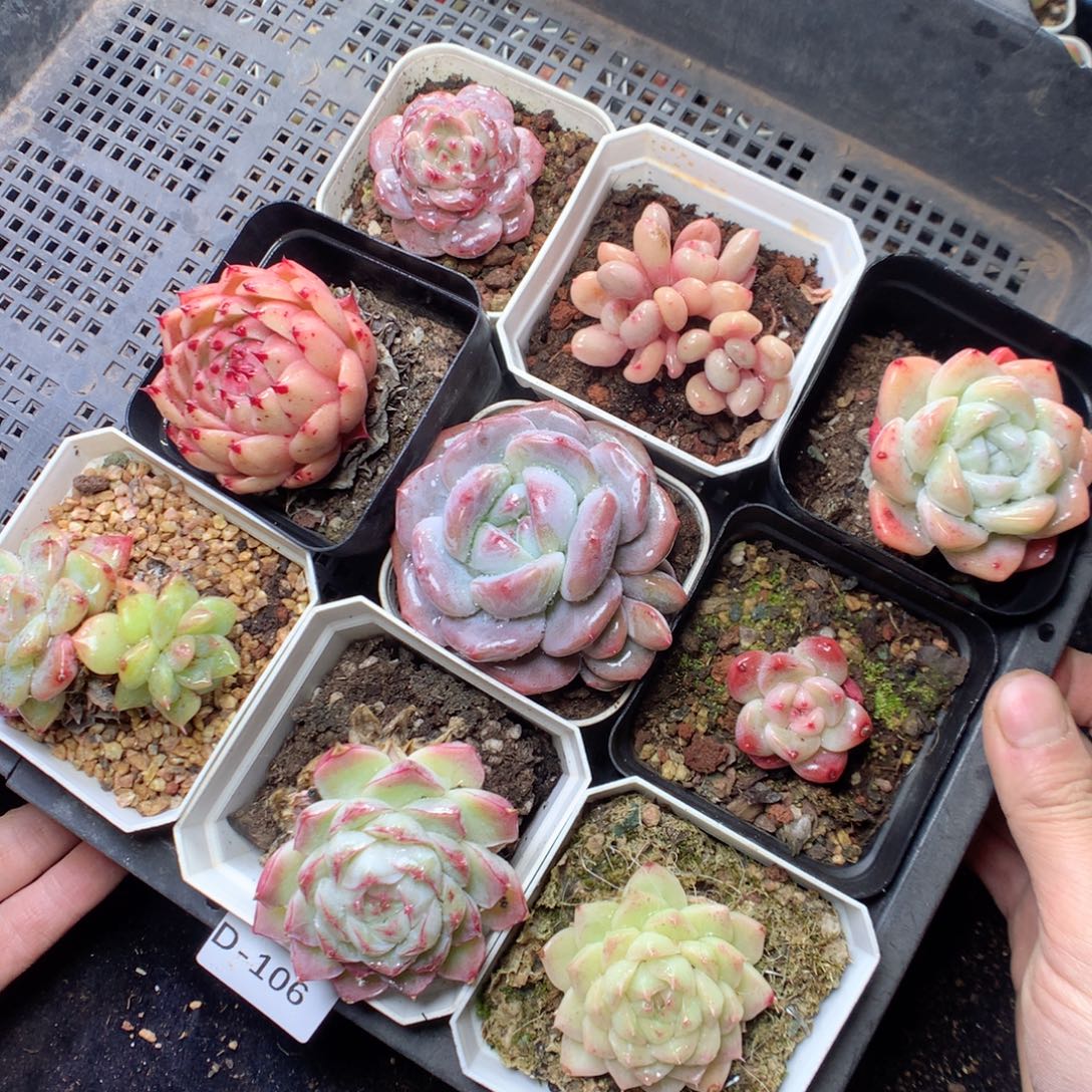 无花朵D106。 yyyyyyyyy